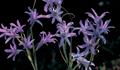 lavender mountain lily